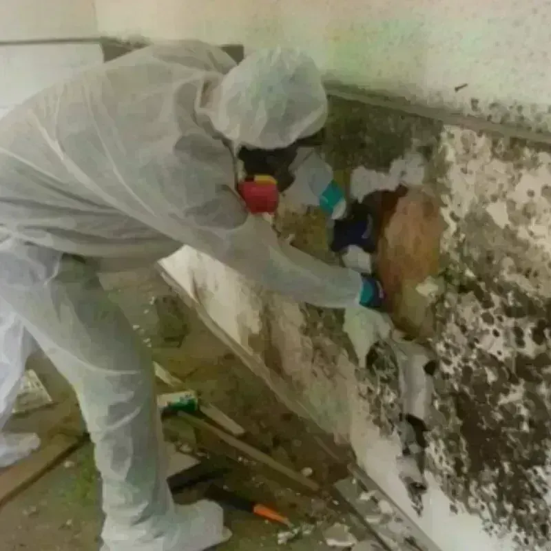 Mold Remediation and Removal in Mingo Junction, OH